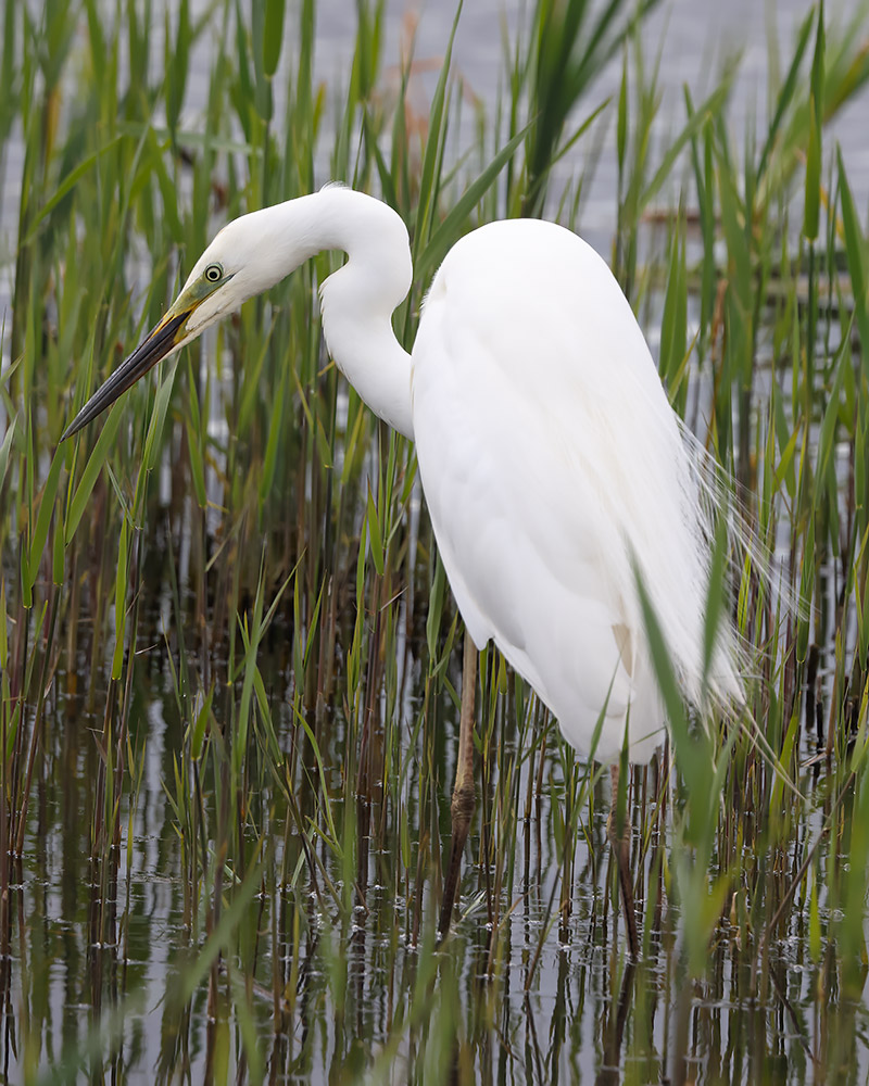 Great egret